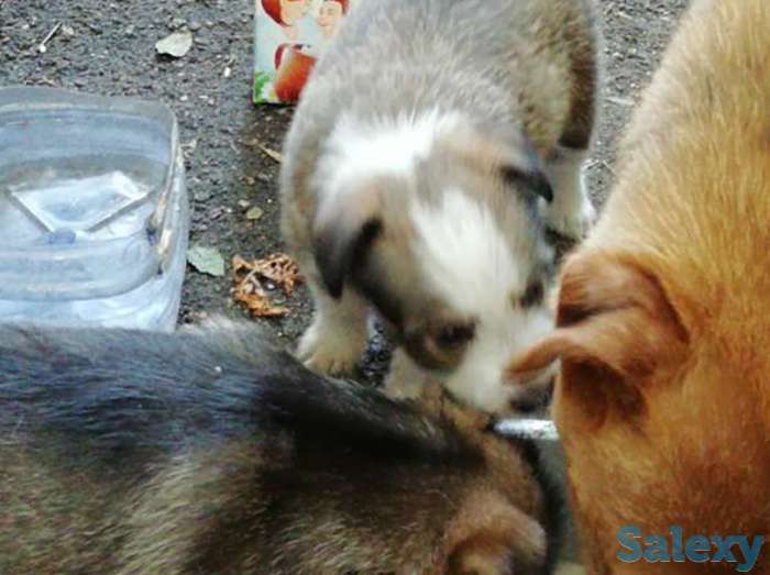 Продам, фотография 1