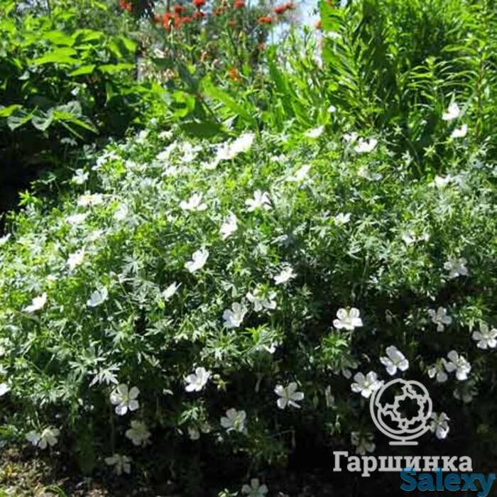 Герань садовая Альбум, фотография 1