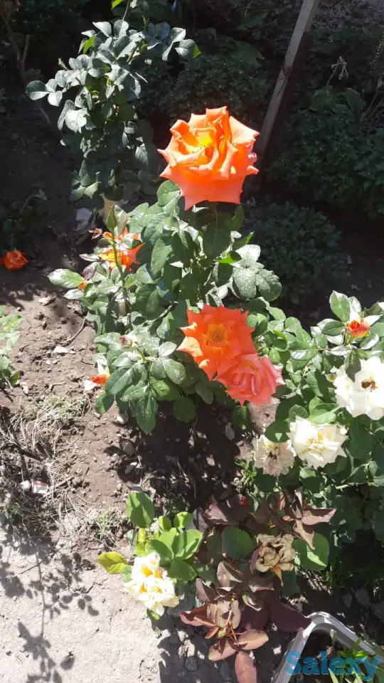 Садовник, фотография 2