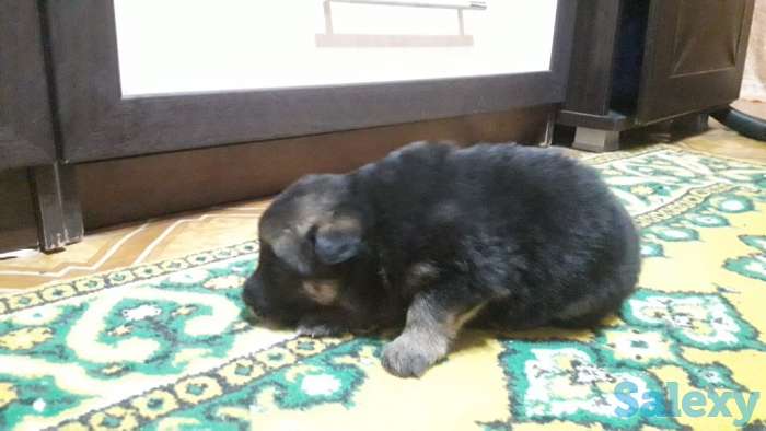 Продаётся щенок немецкой овчарки, фотография 4