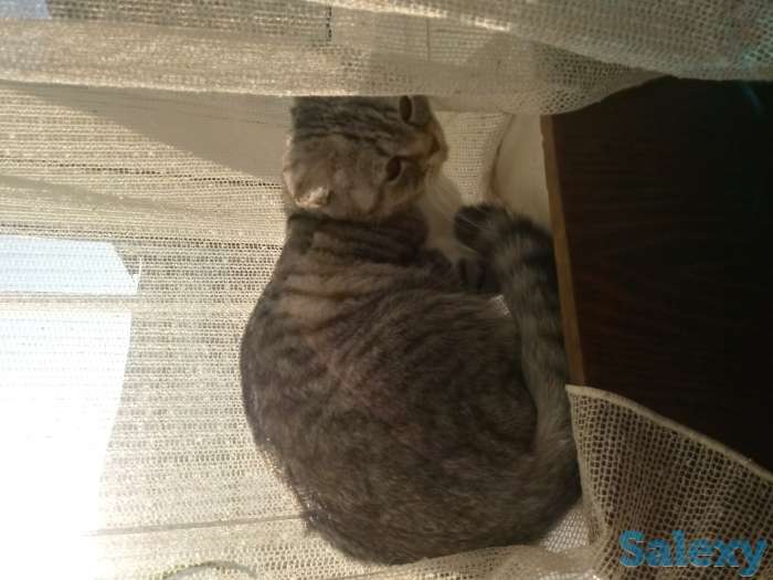 Продам британскую кошачку, фотография 2