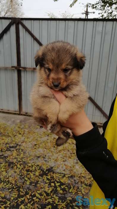 Отдам щенков, фотография 3