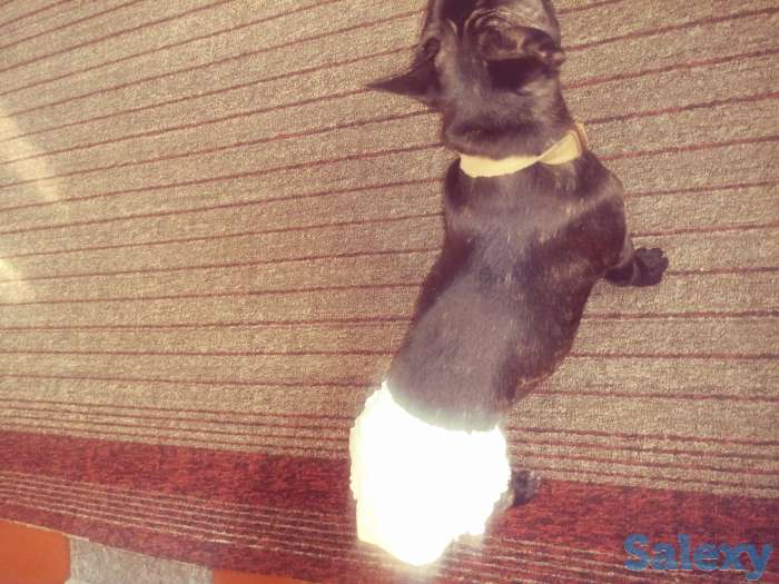 Продам французского бульдога, фотография 1