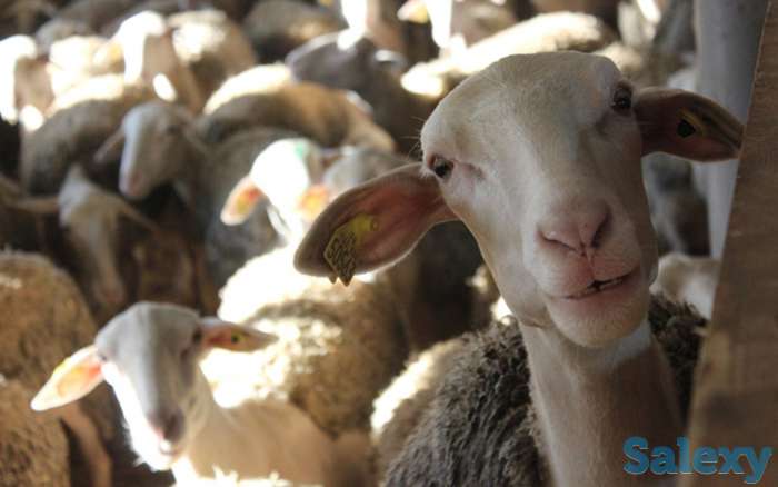 Племенные овцы Лакон (скот из Европы класса Элита и Элита Рекорд), фотография 7