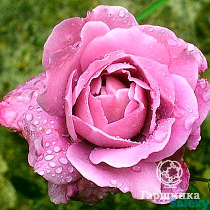 Роза дойче велле флорибунда, топалович, фотография 1