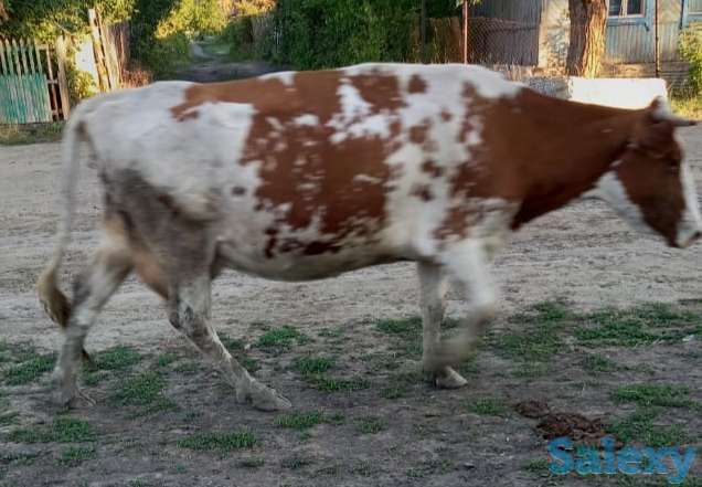 Продам коров, фотография 2