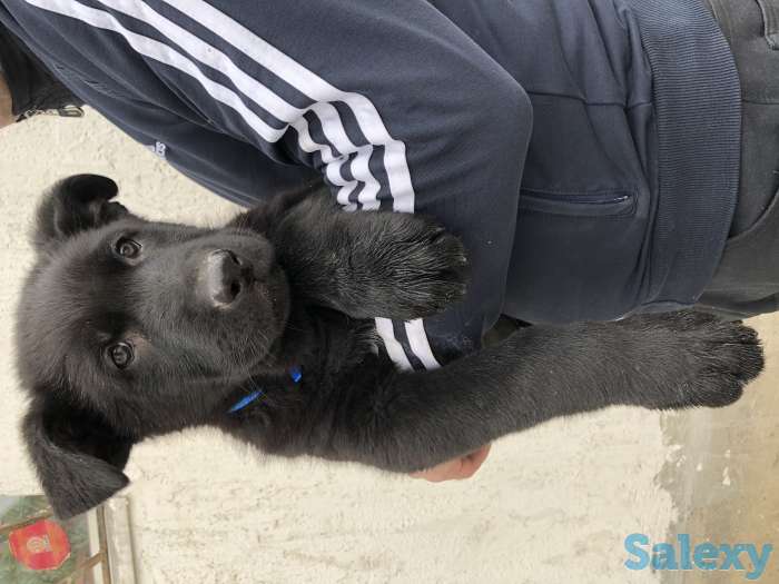 Продаются щенки ВЕО, фотография 5