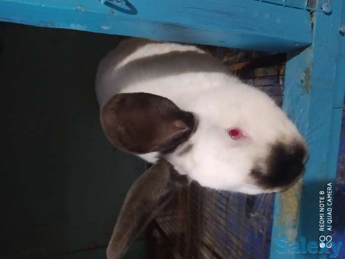 Кролики, фотография 1