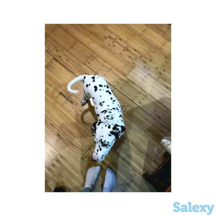 Продам собаку далматинец, фотография 1