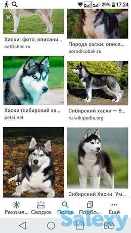 Хаски красивый умный молодой кабель, фотография 1