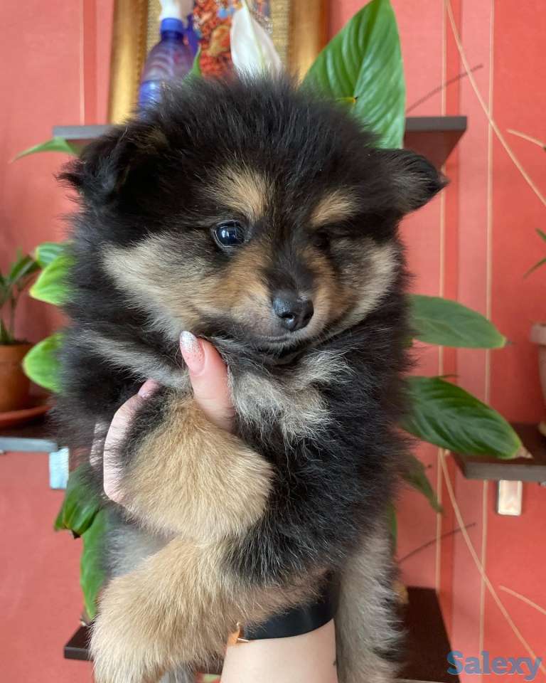 Шпицы. Радость в дом!, фотография 4