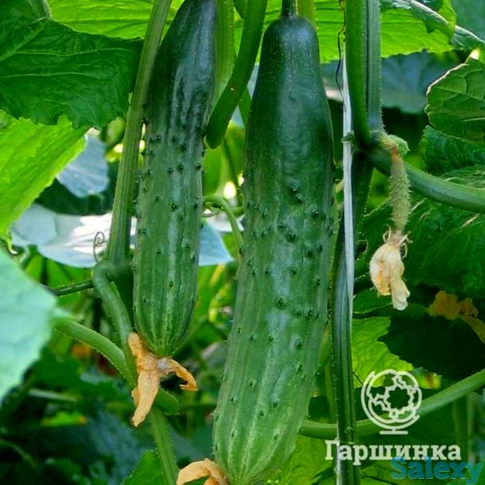 Семена Огурец Апрельский F1  б/п, фотография 1