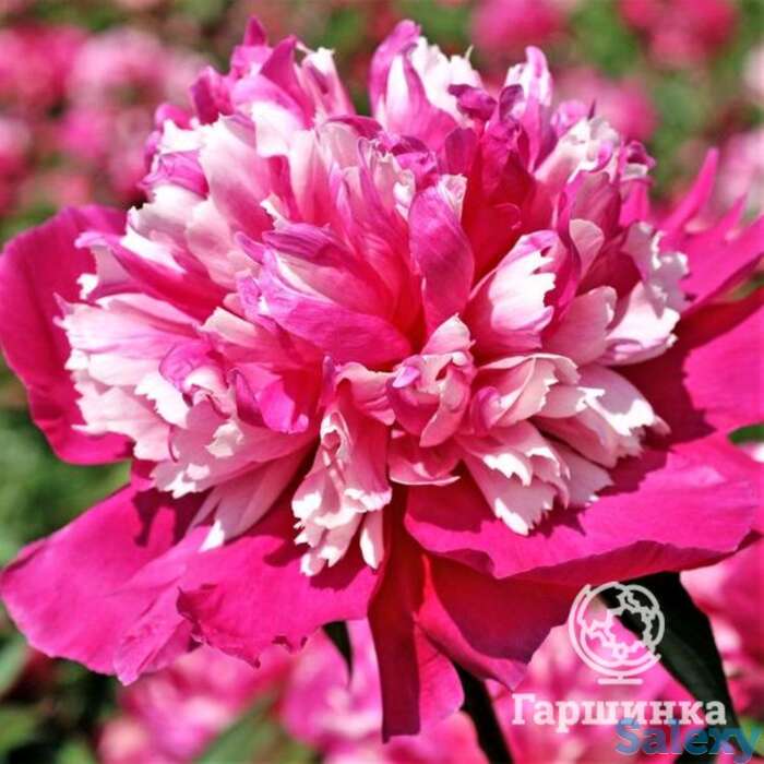 Пион дейдрим, фотография 1