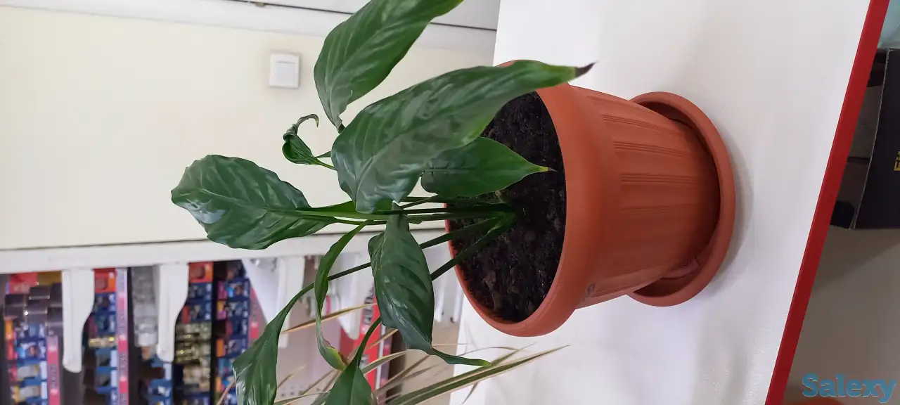 Продам комнатные цветы, фотография 2