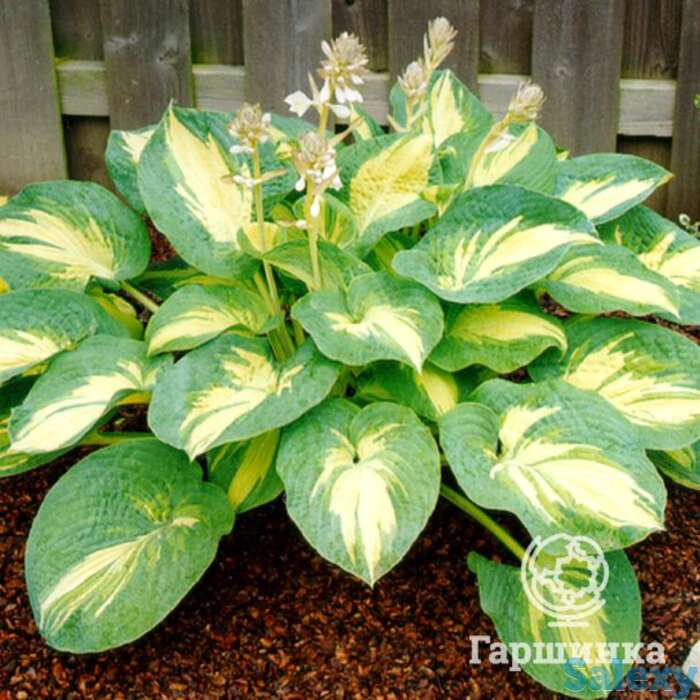 Хоста грейт экспэктейшен (ml), фотография 1