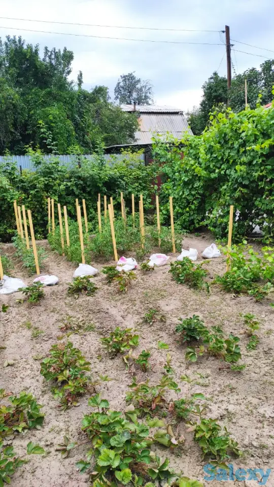 Дача 15 соток, Алматинская область, Талгарский район, с.о. Кендалинский, с. Кендала, с/т Медик-, фотография 8