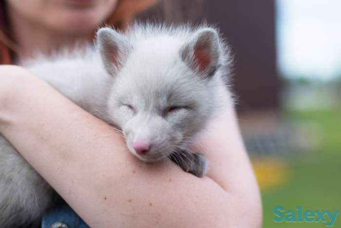 Домашние лисята, лисы, фотография 1
