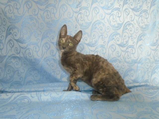 котята породы корниш рекс., фотография 4