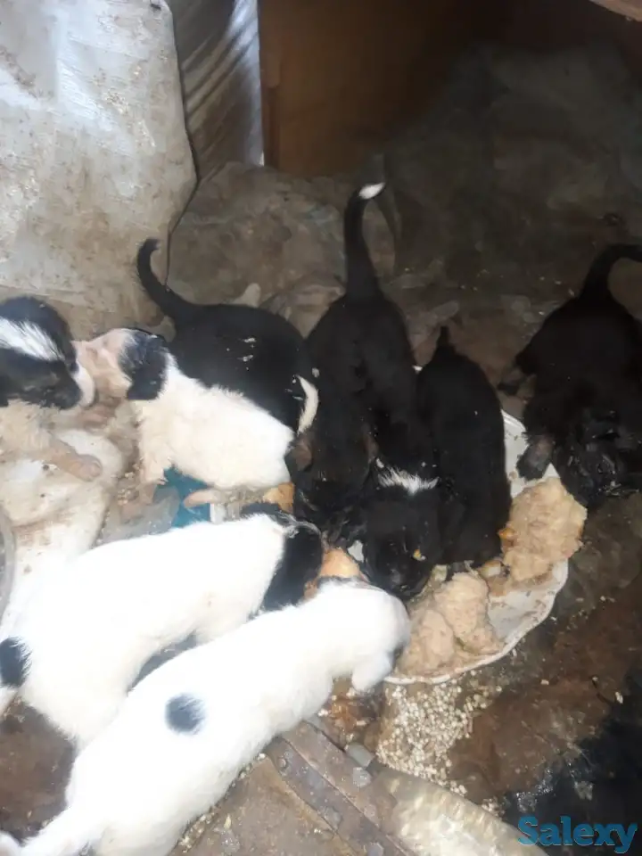 Отдам бесплатно щенят в хорошие руки., фотография 1