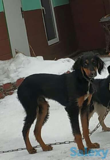 Пропала собака, фотография 1