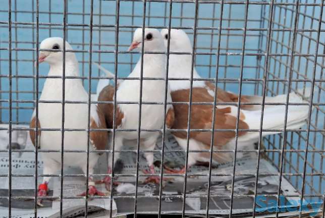 Продам голубей, фотография 1