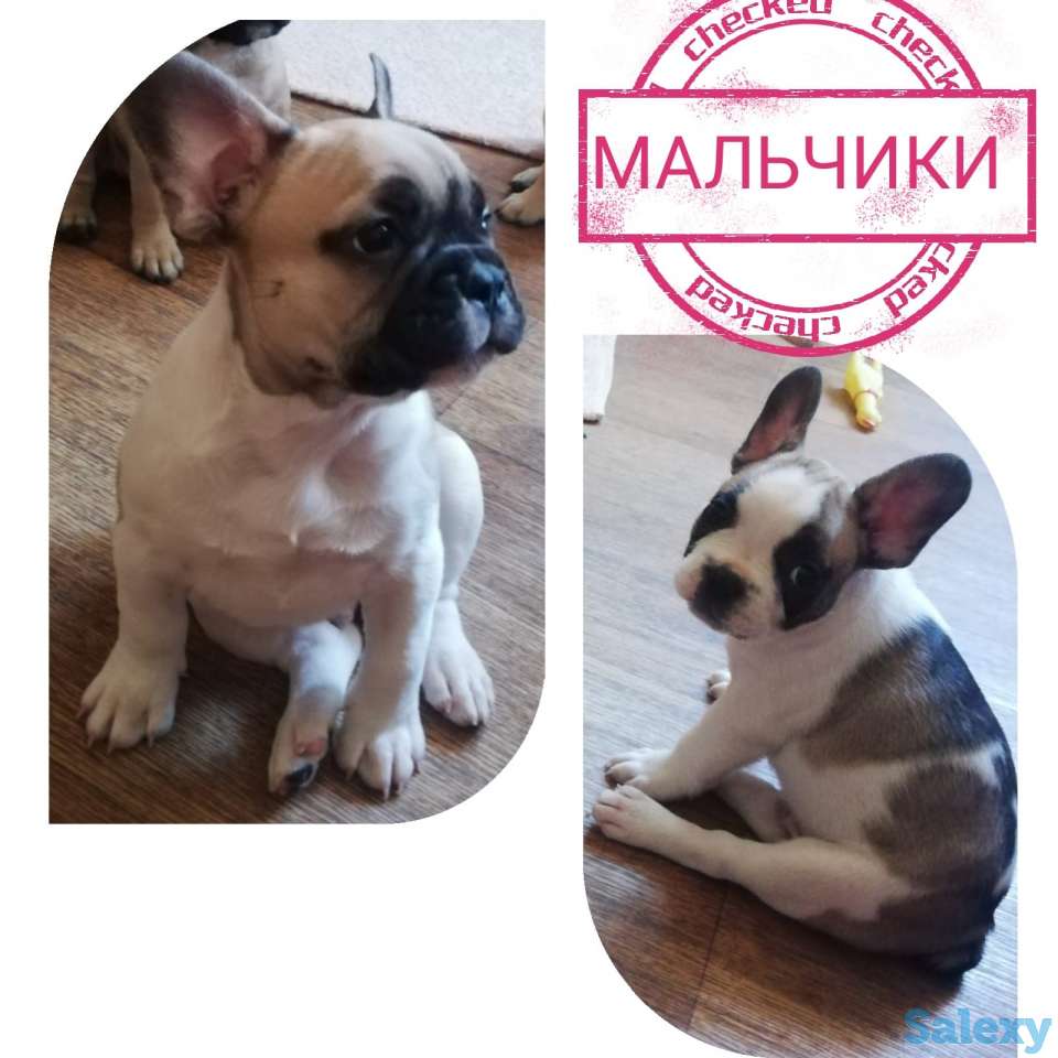 Продам очаровательных щенков породы французский бульдог, фотография 1
