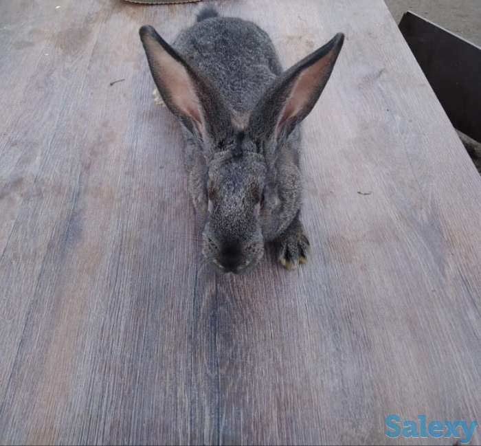 Продам кроликов породы фландер и шиншилла, фотография 1