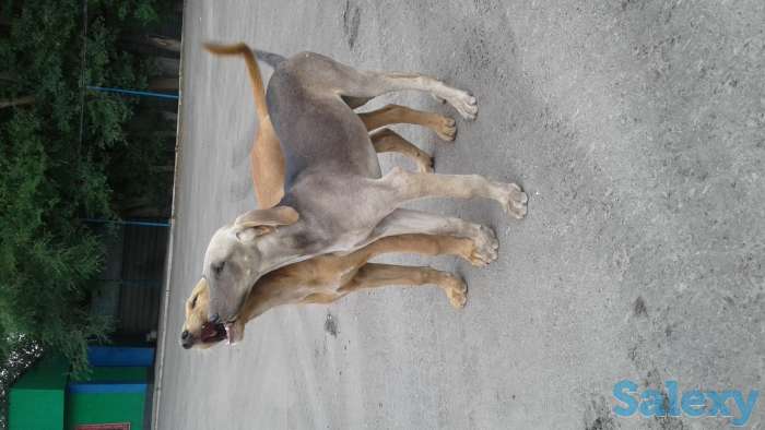 Отдам щенков, фотография 4