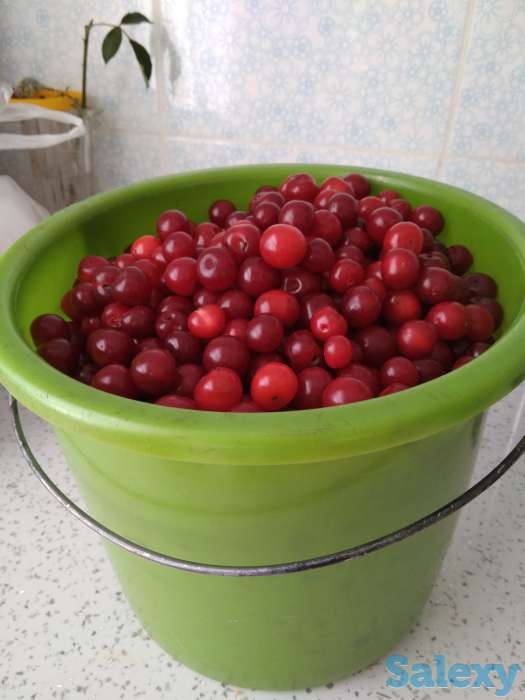 Продажа продам вишню 6 литров, фотография 1