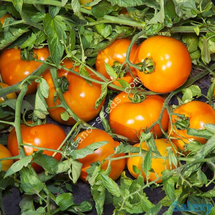 Семена оранжевого низкорослого томата АЙСАН F1, KITANO SEEDS, фотография 1