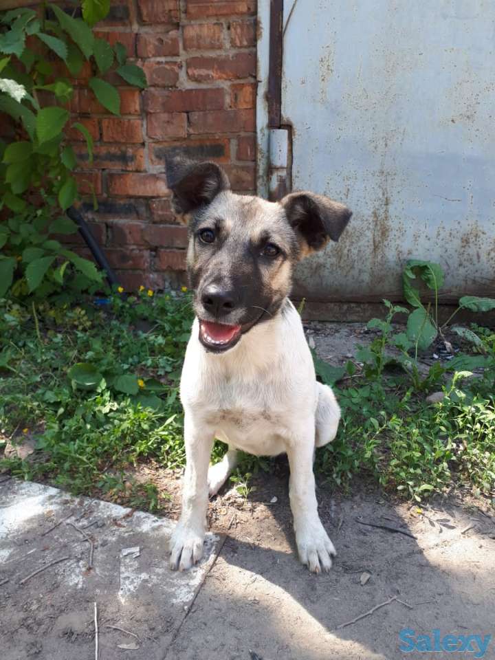 Щенок-девочка ищет дом и добрых хозяев, фотография 1