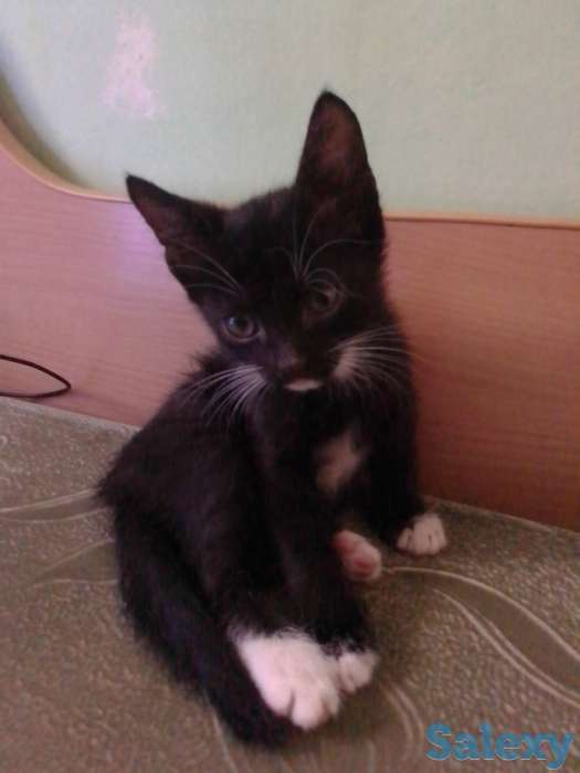 Двухмесячные котята, бесплатно, фотография 4