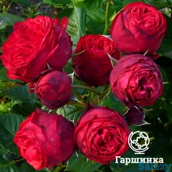 Роза пиано чайно-гибридная, тантау, фотография 1