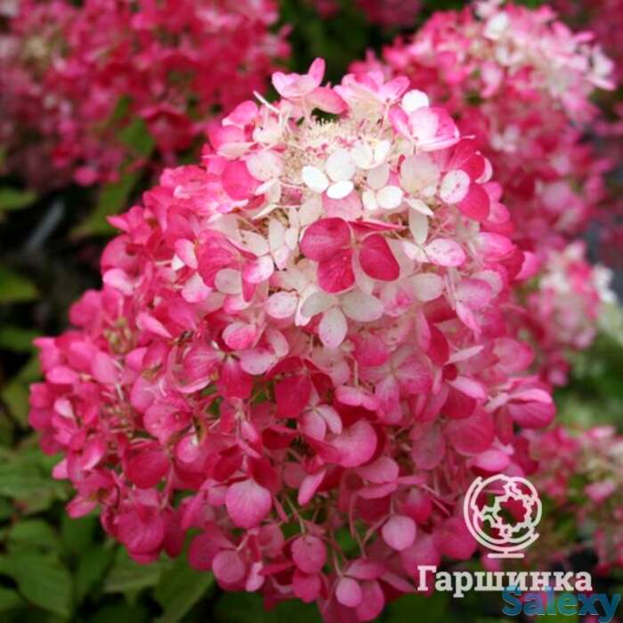 Гортензия даймонд руж, фотография 1
