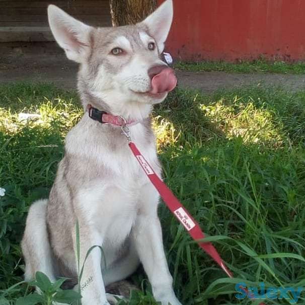 Щенки собаки Сарлоса (Saarloos Wolfdogs), фотография 4