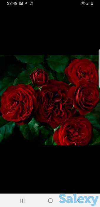 Саженец розы чайно - гибридные среднерослые Сербия, фотография 3