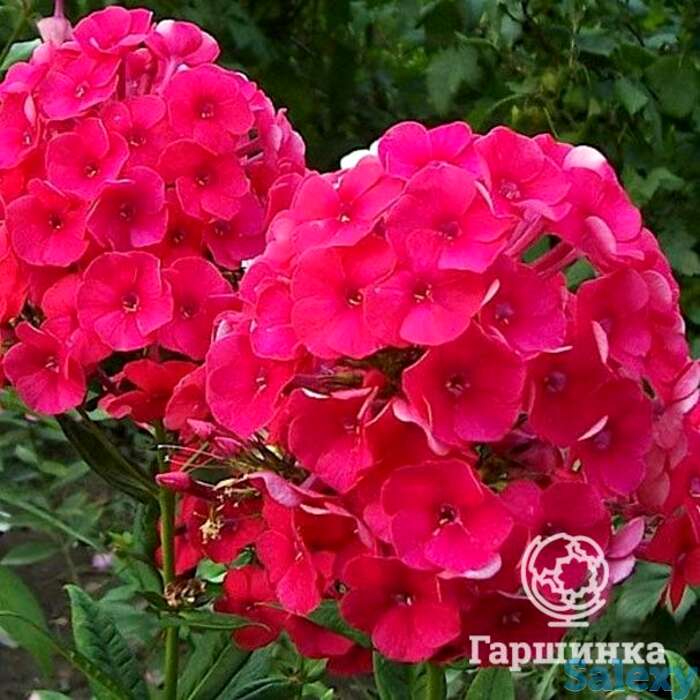 Флокс метельчатый Гренадим Дрим, фотография 1