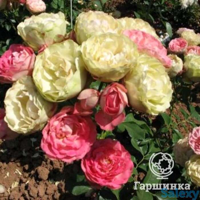 Роза акрополис флорибунда, топалович, фотография 1