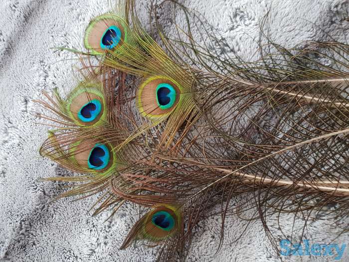 Перья павлина, фотография 2