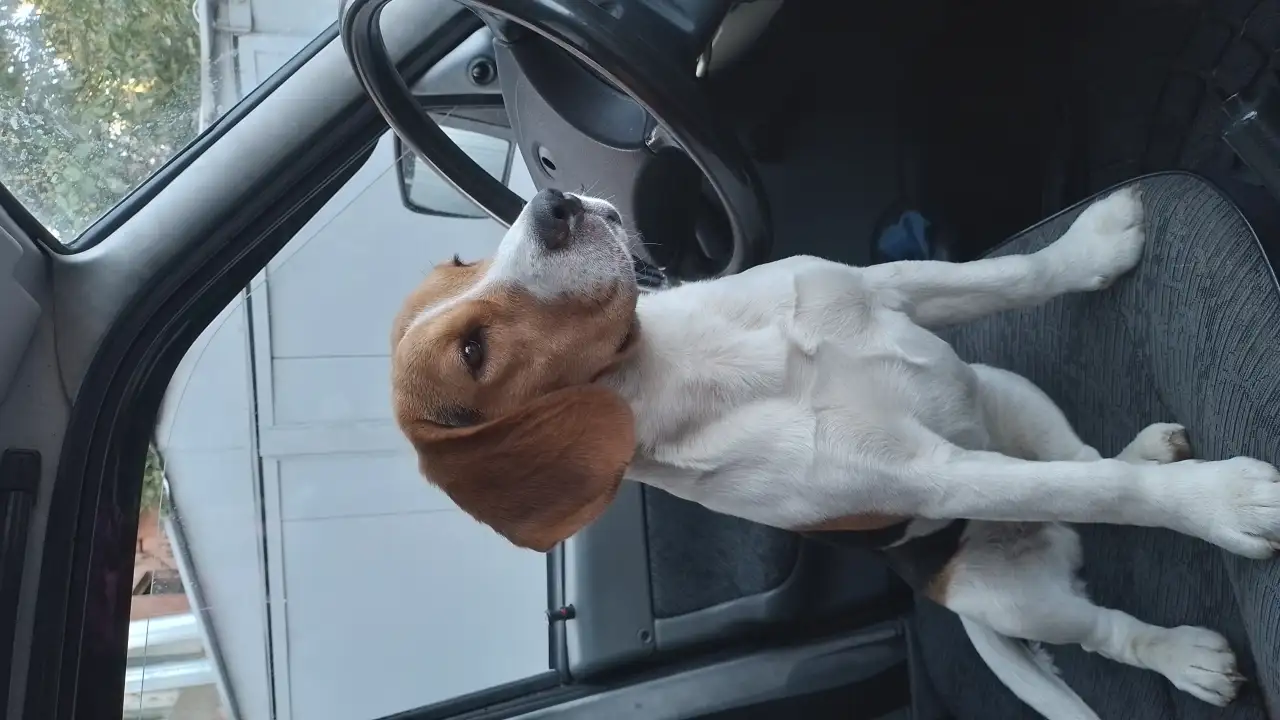 Бигль девочка 7,5 месяцев, фотография 1