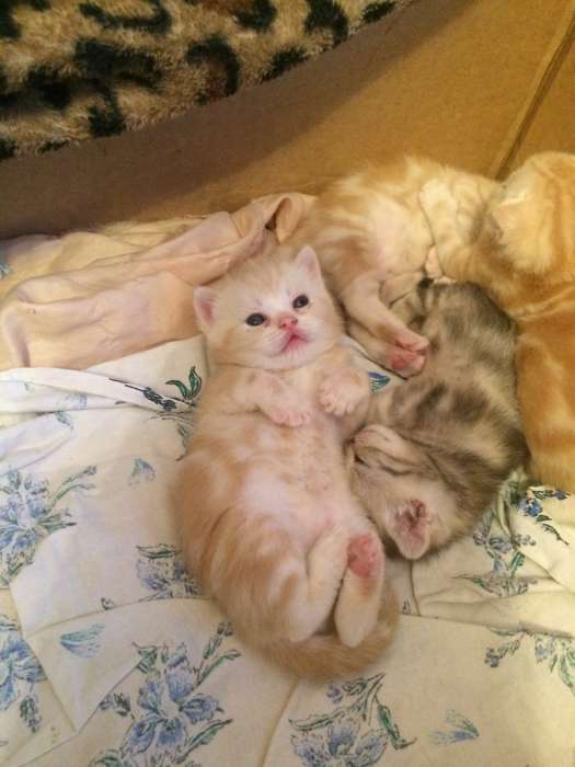 Продам шотландских котят, раннее бронирование , фотография 6