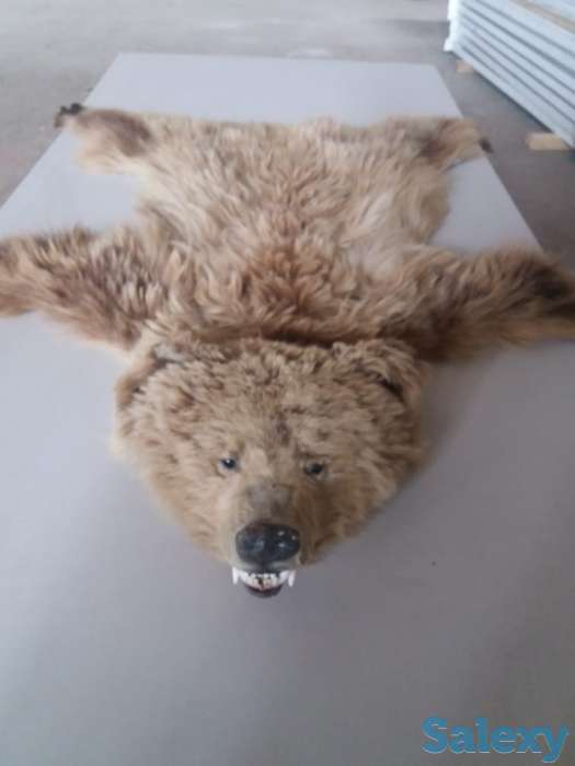 Продам медвежью шкуру затенге или обменяю на авто или КРС, фотография 2