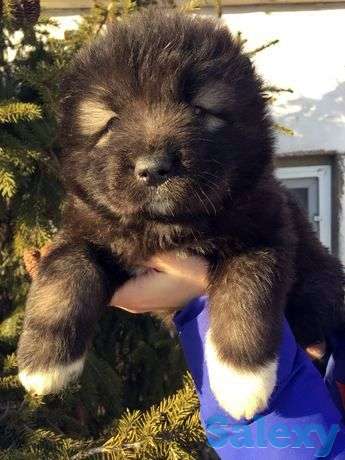 Щенки кавказской овчарки, фотография 1