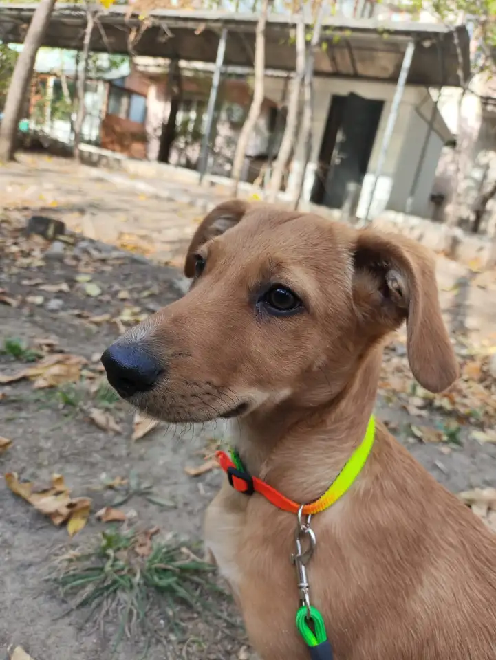 Отдам щенка в хорошие руки, фотография 3