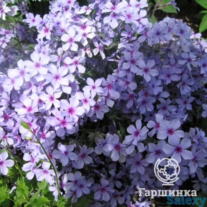 Флокс растопыренный Чаттахучи, фотография 1