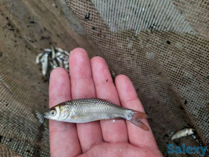 Продам малёк Амура и толстолоба, фотография 3