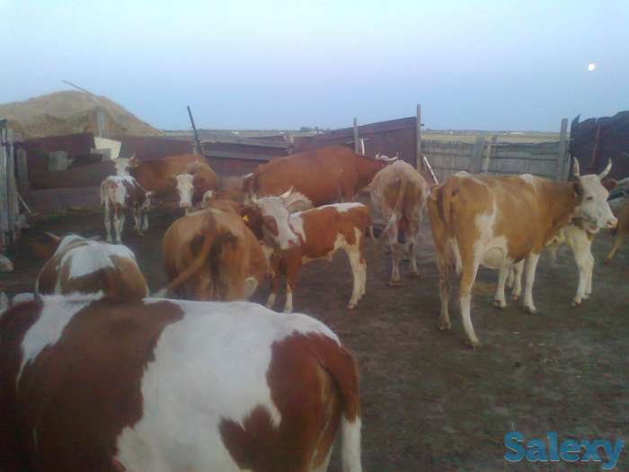 Крс оптом 29 голов 500$, фотография 6