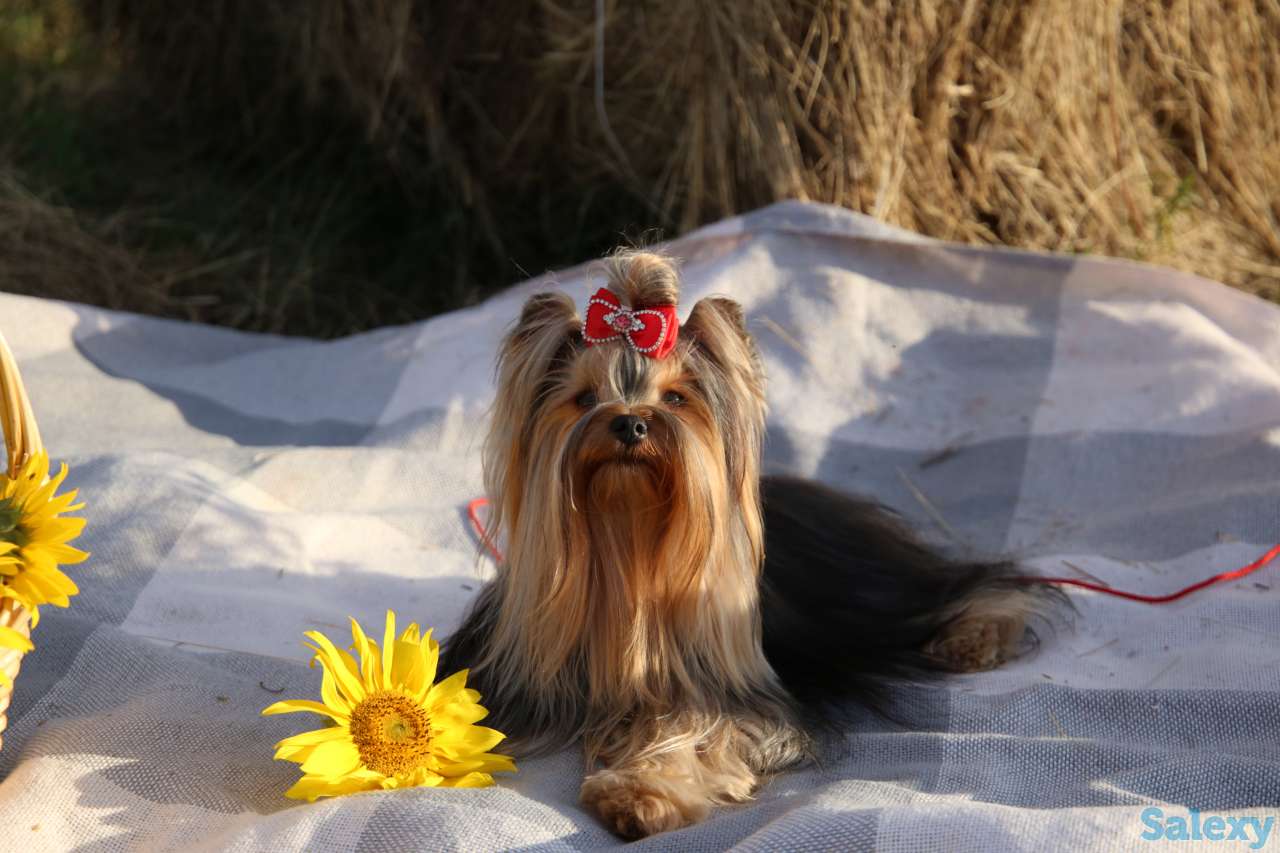 Щенки Йоркширского терьера, фотография 4