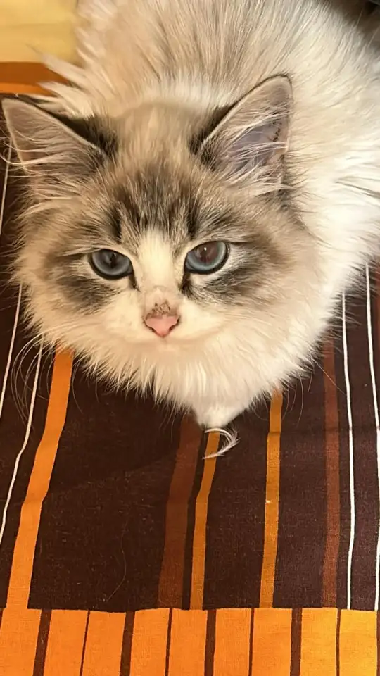 Отдаю котенка в добрые руки, фотография 1