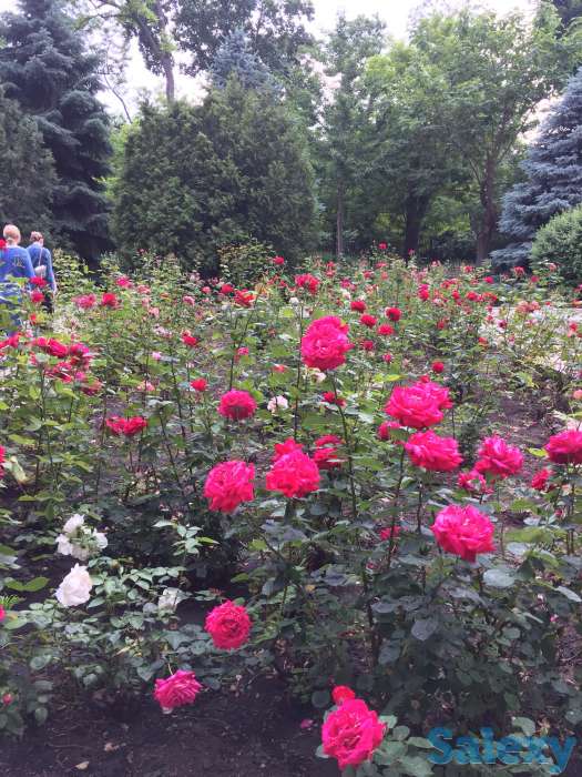 Квартира. Редкое предложение в одном из самых престижных мест Одессы, фотография 12